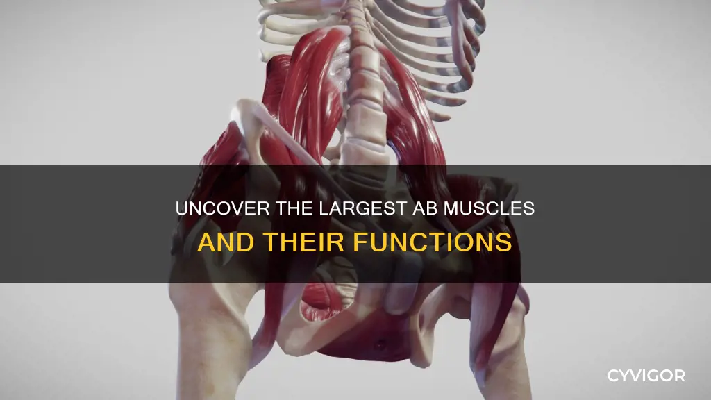 which ab muscles are larger