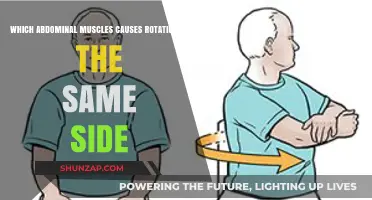 How the Internal Oblique Muscles Enable Same-Side Spinal Rotation