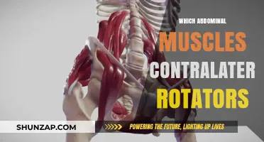 The Core's Contralateral Rotators: Uncover Your Abdominal Muscles' Power