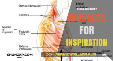 Accessory Muscles for Inspiration: A Guide to Breathing Easier