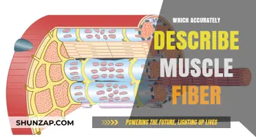 Muscle Fiber Mechanics: Unlocking the Power Within