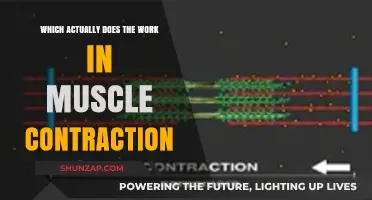 Unveiling the True Powerhouse: What Drives Muscle Contraction?