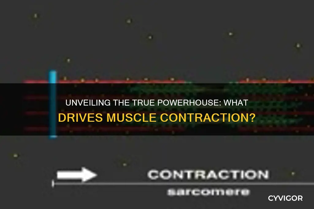 which actually does the work in muscle contraction