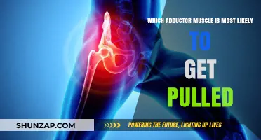 Preventing Adductor Strains: Which Muscle is Most Prone to Injury?