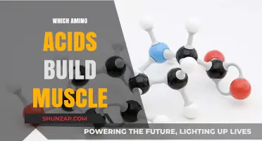 Essential Amino Acids for Muscle Growth: A Comprehensive Guide