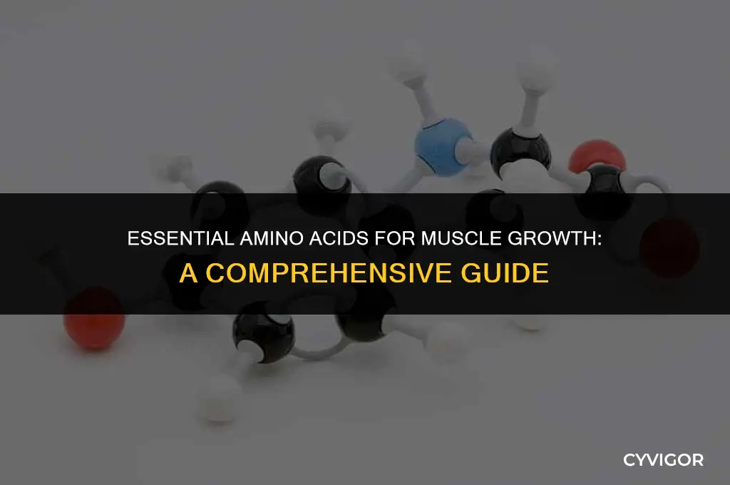 which amino acids build muscle