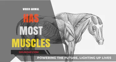Powerful Beasts: Animals with the Most Muscles