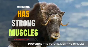 Powerful Beasts: Unveiling Nature's Strongest Muscles