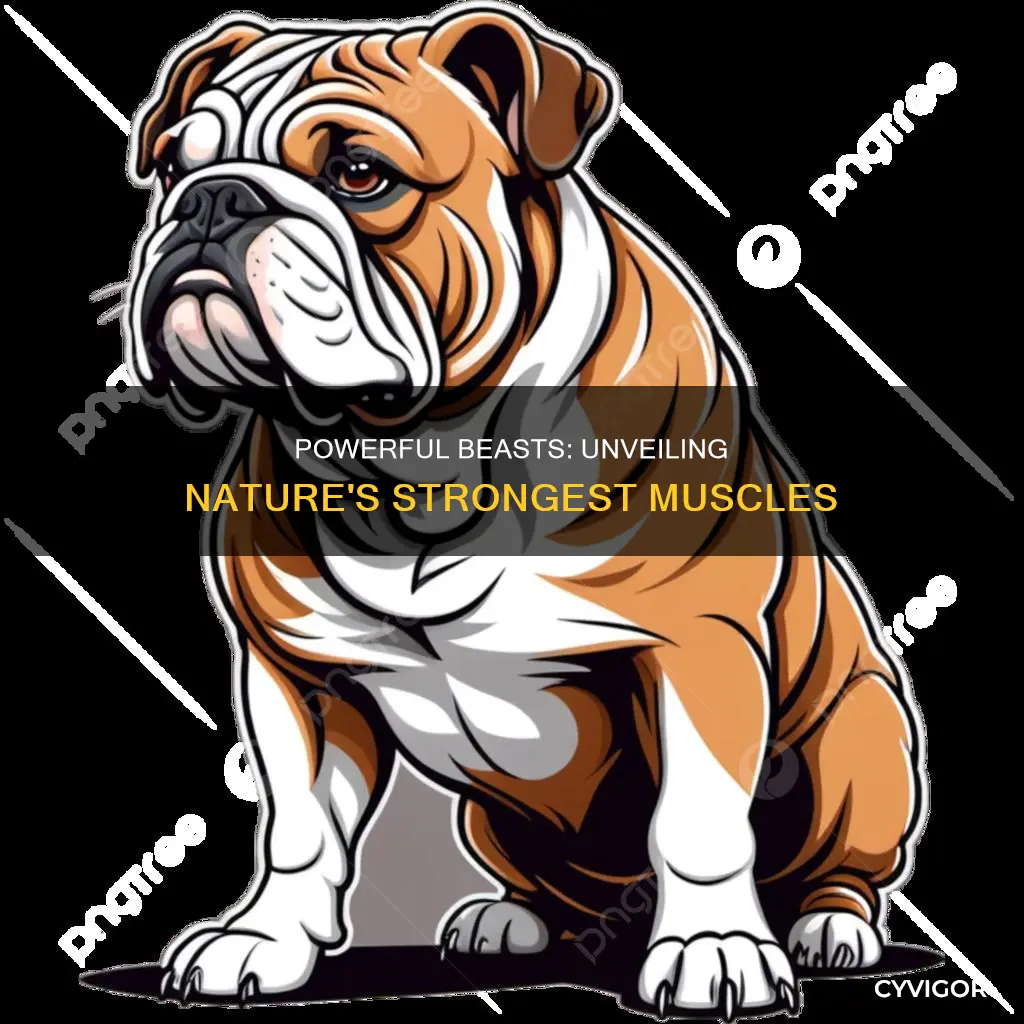 which animal has strong muscles