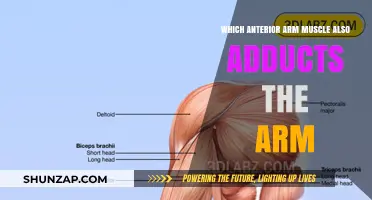 Supination Muscles: Key Arm Movements And Their Functions Explained ...