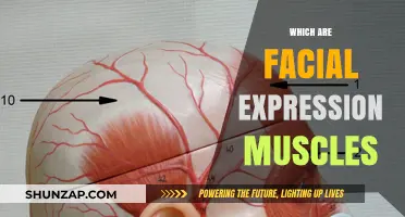 Facial Expressions: Muscles Behind Human Emotions