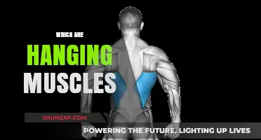 Hanging Muscles: What Are They and How to Train Them?