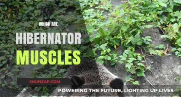 Hibernators' Muscles: What's the Secret to Their Strength?