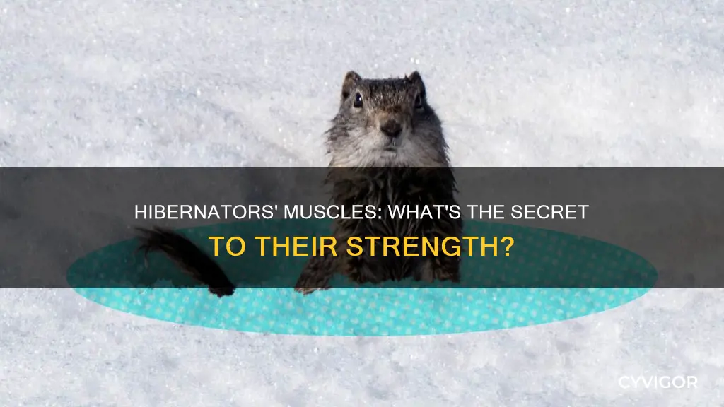 which are hibernator muscles