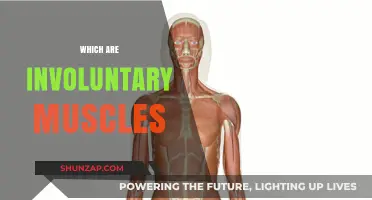 Involuntary Muscles: What Are They?