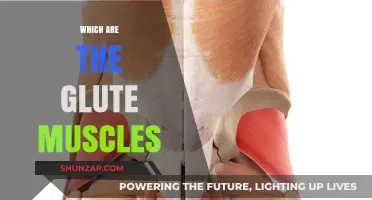 Glute Muscles: Understanding the Powerhouse Trio