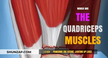 Explore the Quadriceps Muscles and Their Functions