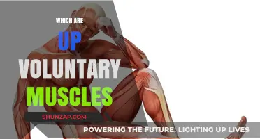 Voluntary Muscles: How Do They Work?