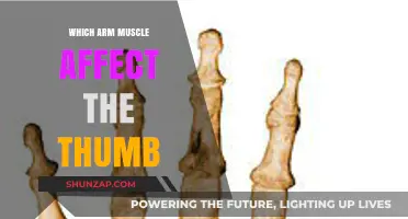 Thumb Movement: Key Arm Muscles Controlling Its Function and Strength