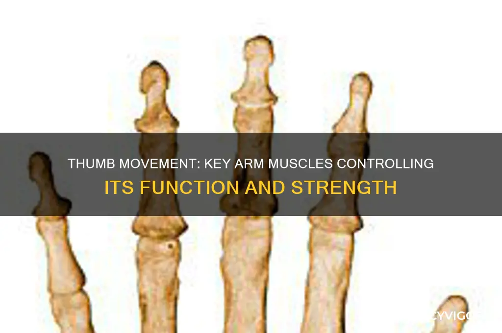 which arm muscle affect the thumb