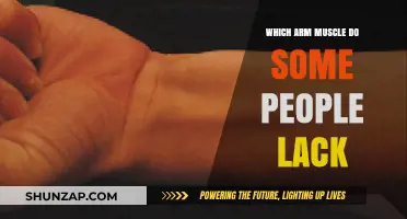 Missing Arm Muscle: The Surprising Palmaris Longus Absence Explained