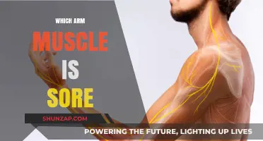 Understanding Arm Muscle Soreness: Identifying the Affected Muscle and Relief Tips