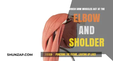 Elbow and Shoulder Power: Muscles Driving Arm Movement and Strength