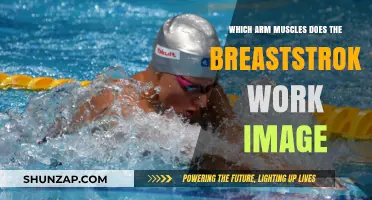 Breaststroke Arm Muscles: Visual Guide to Strengthened Upper Body