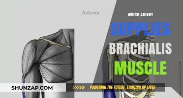Brachialis Muscle: Blood Supply Artery and Function