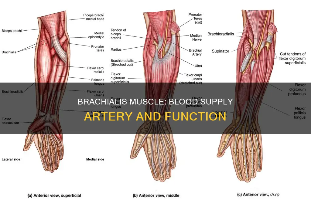 which artery supplies brachialis muscle