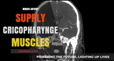 Artery Supply to Cricopharyngeal Muscles: What You Need to Know