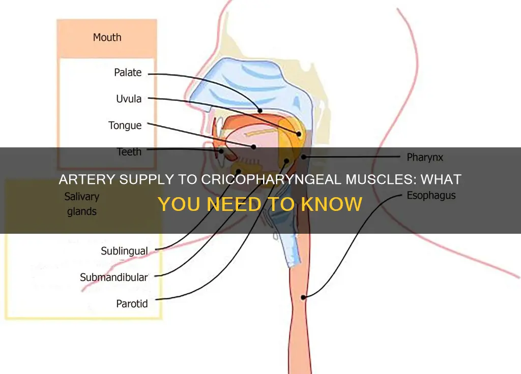 which artery supply cricopharyngeal muscles