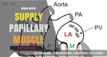 The Artery Supplying Papillary Muscles: A Vital Cardiac Topic