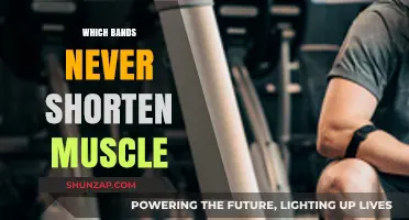 Bands That Never Shorten: Muscle Maintenance Secrets