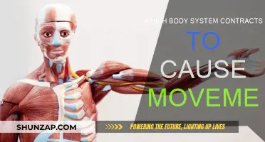 Muscles: The Body's Movement System