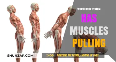 Muscles in Motion: Exploring the Body System Behind Every Pull
