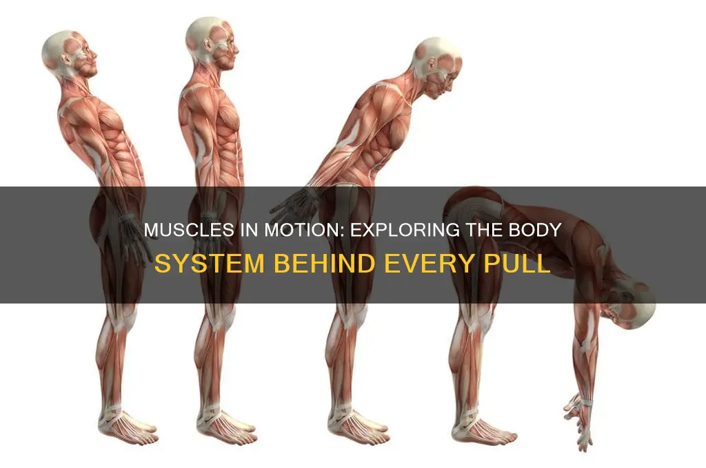 which body system has muscles pulling