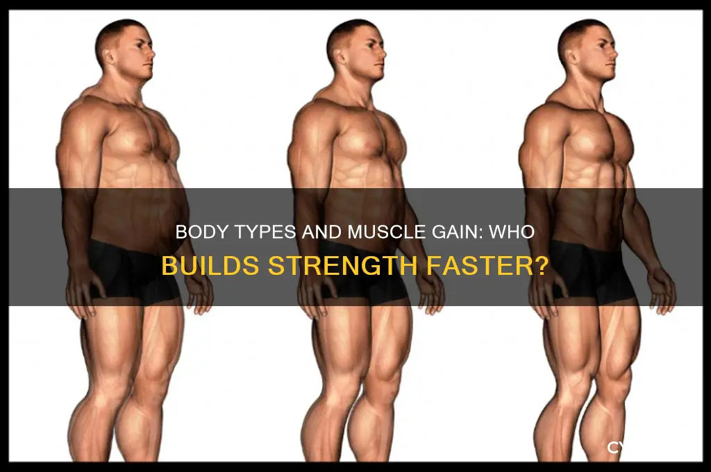 which body type gain muscle more easily