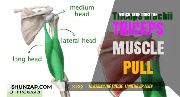 Triceps Muscle Attachment: Which Bone Does It Pull and How?