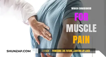 Best Cannabinoids for Muscle Pain Relief: A Comprehensive Guide