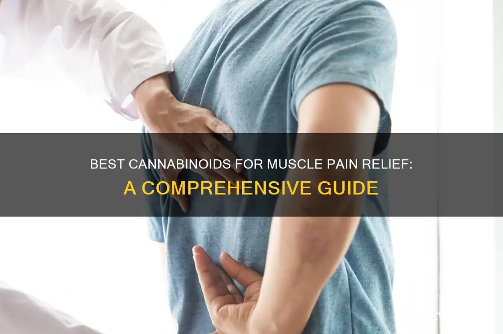 which canabanoid for muscle pain