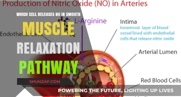 Endothelial Cells: Key NO Producers in Smooth Muscle Relaxation Pathway