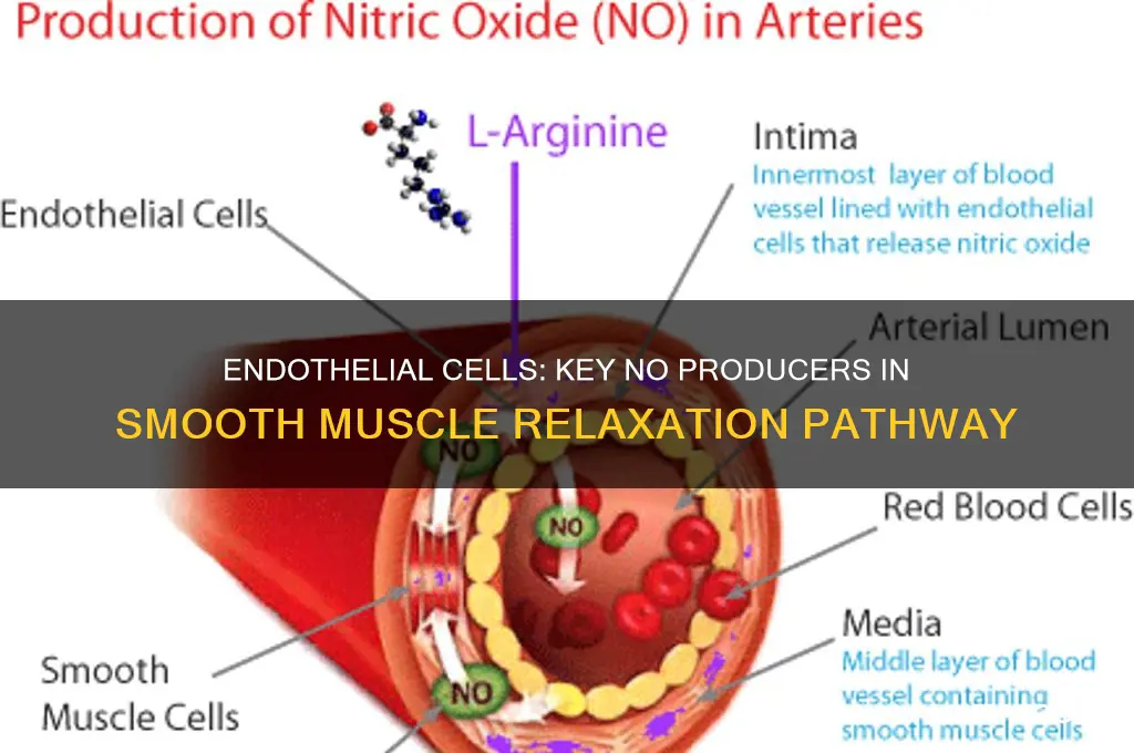which cell releases no in smooth muscle relaxation pathway