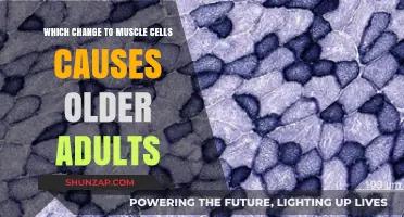 Aging Muscles: Understanding Cellular Changes in Older Adults' Strength