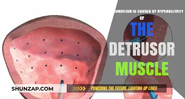 Detrusor Muscle Hyperactivity: Understanding Overactive Bladder Causes and Symptoms
