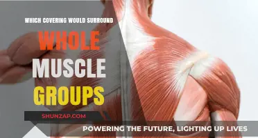 Fascia: The Connective Tissue Enveloping Entire Muscle Groups Explained