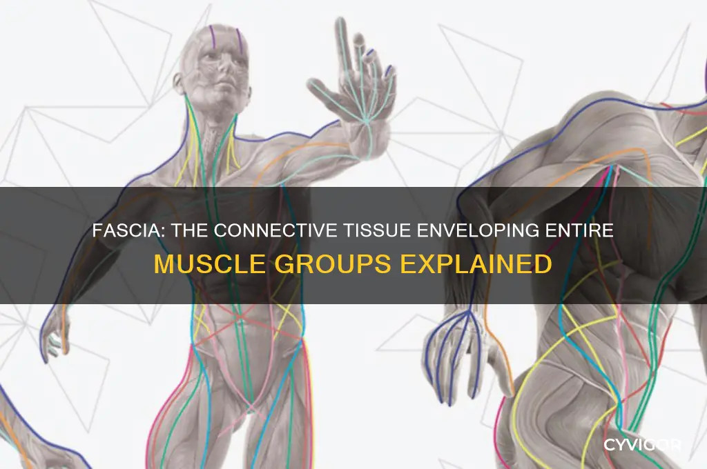 which covering would surround whole muscle groups
