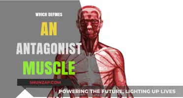 Antagonist Muscles: The Body's Balancing Act