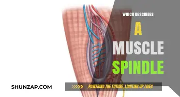 Understanding Muscle Spindles: Proprioception and Reflexes