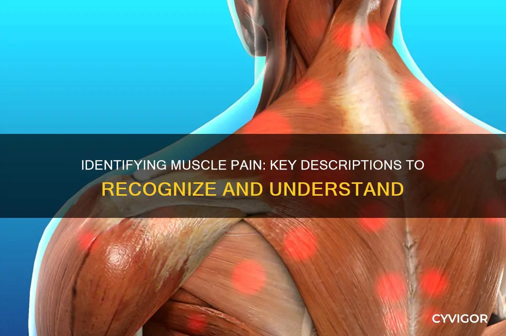 which descriptions of pain is most indicative of muscle pain